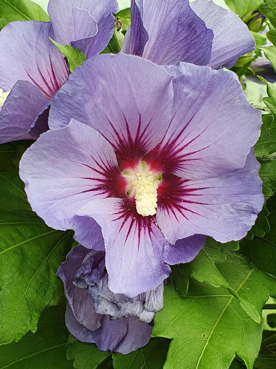 kaasjeskruid-paarse-bloemen-gratis-foto-op-pixabay-pixabay
