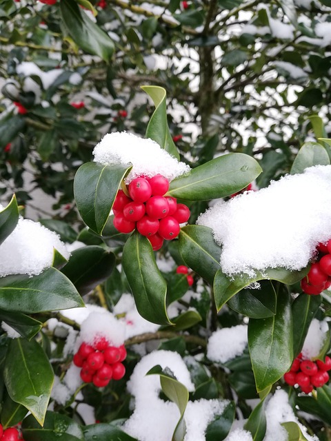 Free Christmas Winter photo and picture