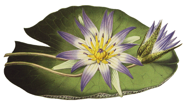 Free water lily flower bloom illustration