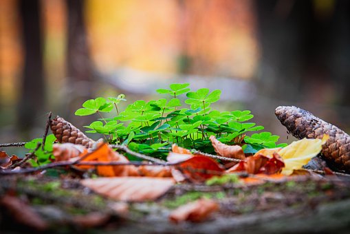 Natur, Vierblättriges Kleeblatt, Draußen