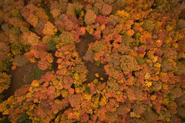 Free Nature Trees photo and picture
