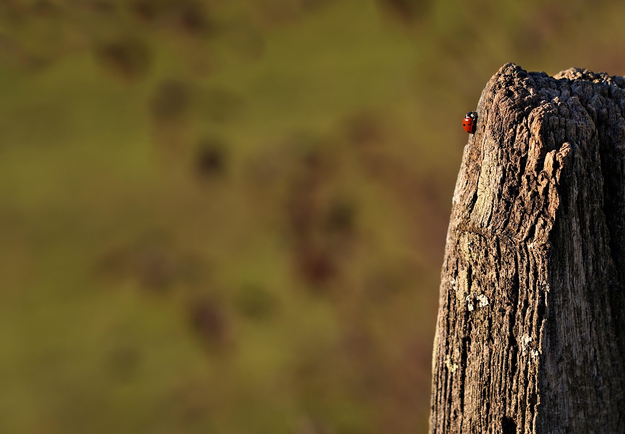 https://cdn.pixabay.com/photo/2021/11/22/19/57/insect-6817322_1280.jpg