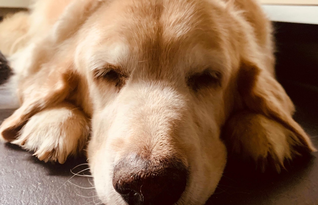 Golden Retriever Cute Sleepy - Free photo on Pixabay - Pixabay
