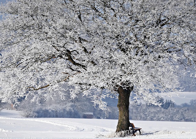 Free Tree Winter photo and picture