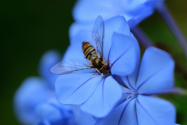 Free Insect Hoverfly photo and picture