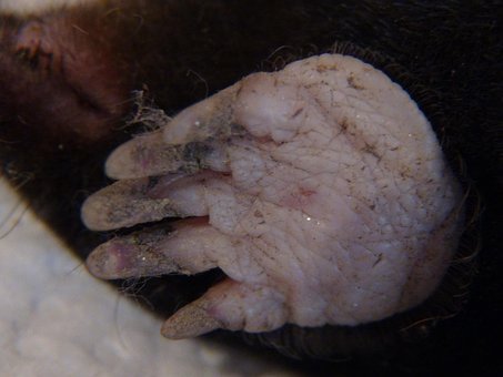 Free Mole Mole Paw photo and picture
