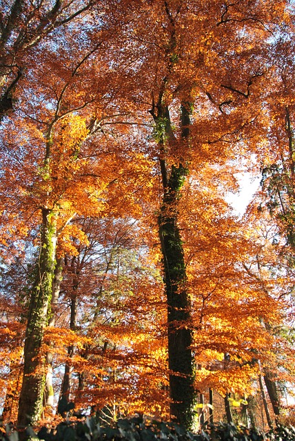 Free Nature Trees photo and picture
