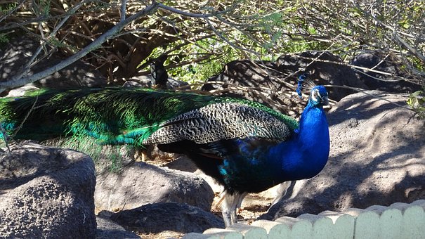 Free Peafowl Peacock photo and picture