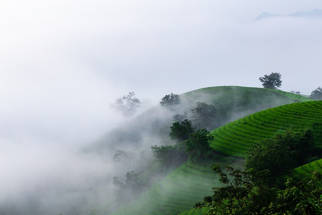 Naturaleza, Niebla, Sierras, Viaje