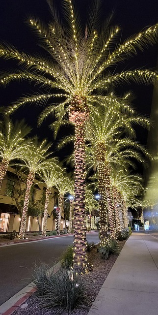Free Christmas Palm Eve photo and picture
