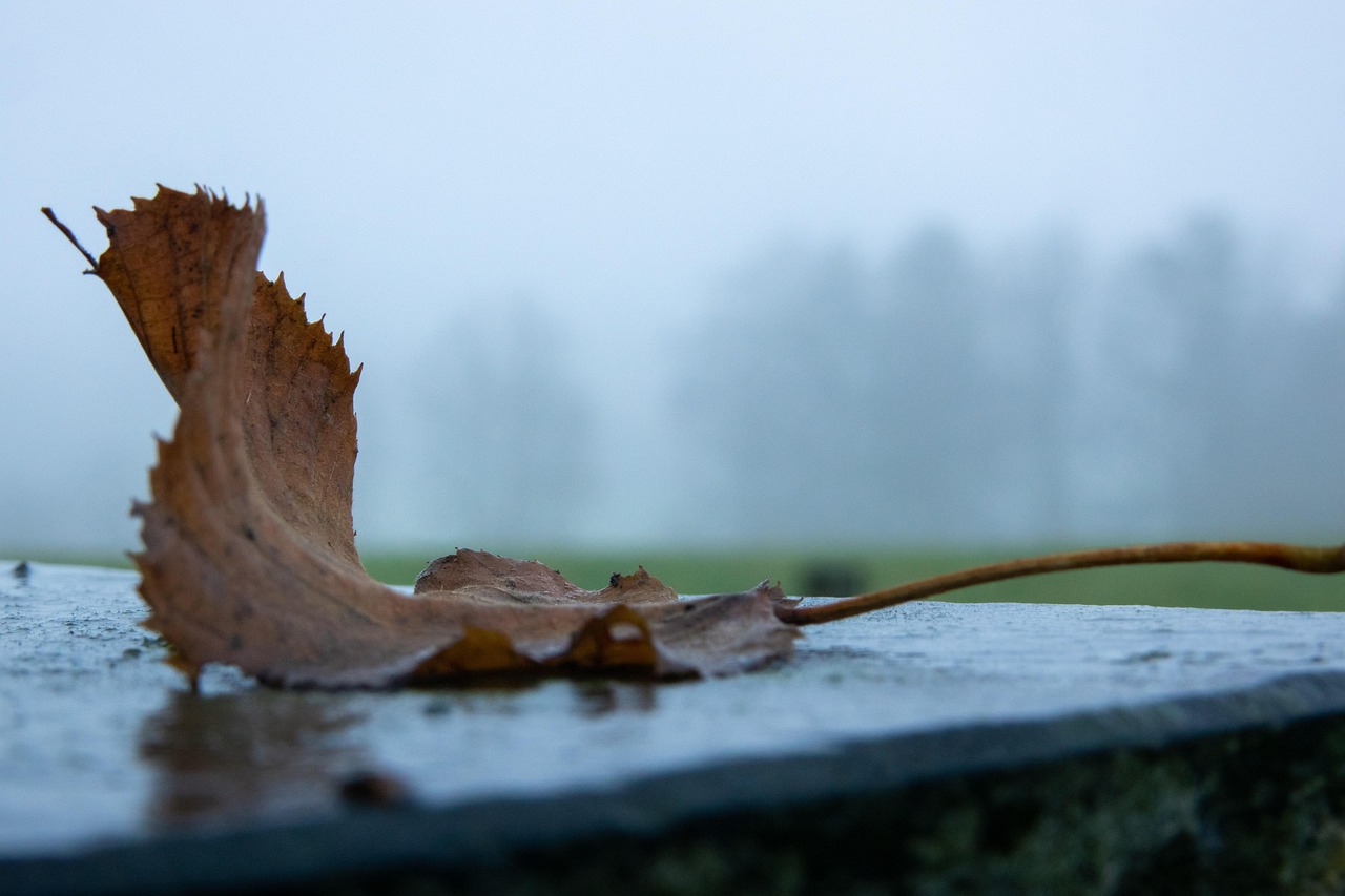 Leaf - free online jigsaw puzzle photo