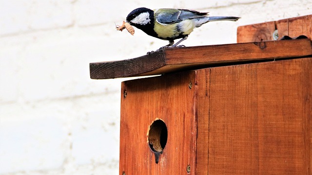 Free Great Tit Bird House photo and picture