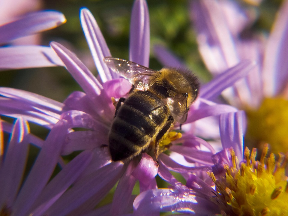Inect Pollination Bee Insect Pollinate - Free photo on Pixabay - Pixabay
