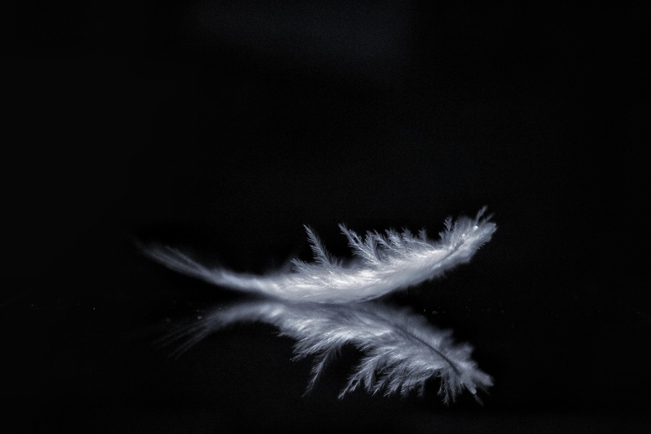 Free Feather Lightweight photo and picture