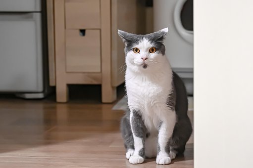 Dyr, Kæledyr, Katte, Pattedyr, Natur