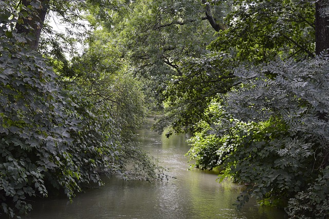 Free Forest Nature photo and picture