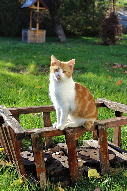 Free Cat Feline photo and picture