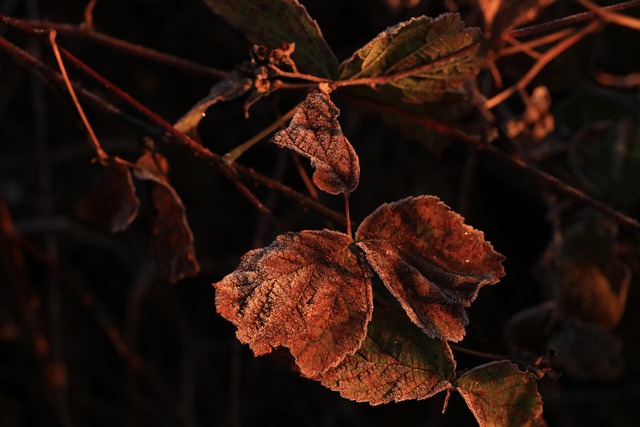 Blätter, Natur, Herbst, Jahreszeit
