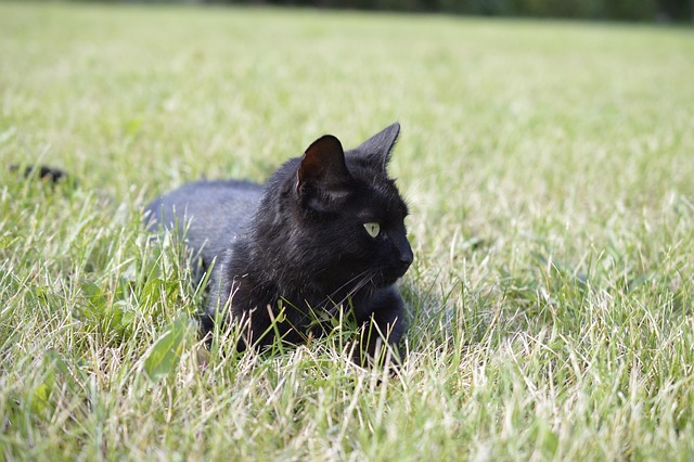 Free Cat Pet photo and picture