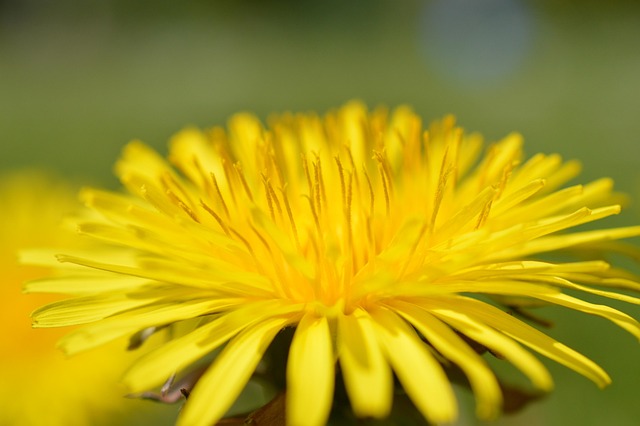 Free Flower Dandelion photo and picture