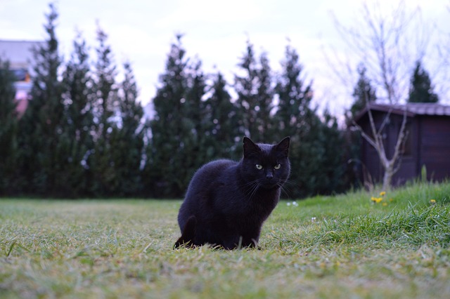 Free Cat Pet photo and picture