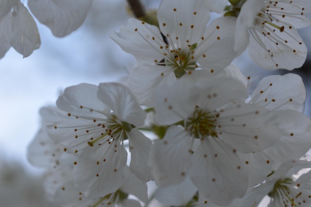 Free Flowers Nature photo and picture