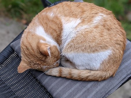 Kat, Kæledyr, Feline, Dyr, Sover, Pels