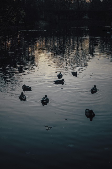 Blühen, Der Park, Vögel, Ente, Die Natur