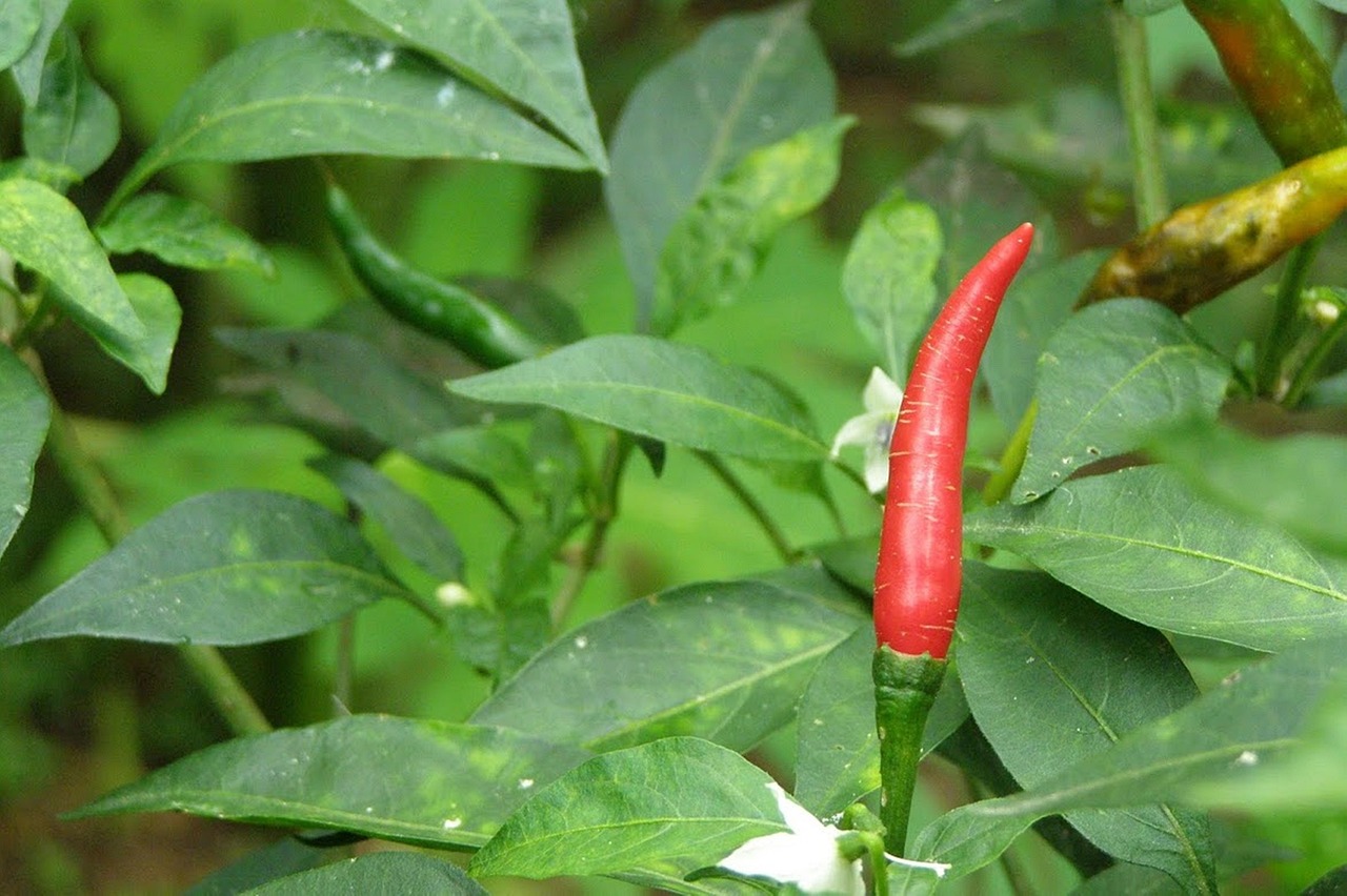 Bitter Gemüse Rote Paprika - Kostenloses Foto auf Pixabay - Pixabay