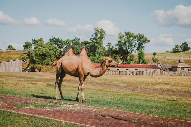 Free Camel Animal photo and picture