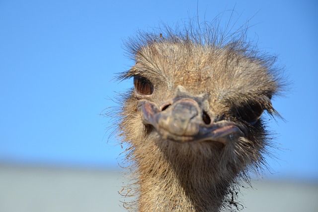 Strauß, Zoo, Tier, Vogel, Kopf, Emu