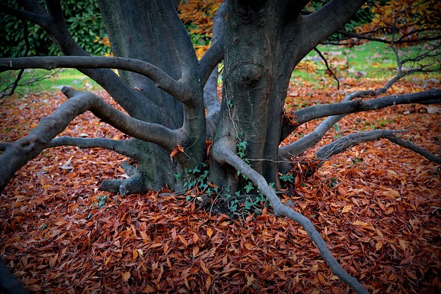 Baum Natur Herbst - Kostenloses Foto auf Pixabay - Pixabay