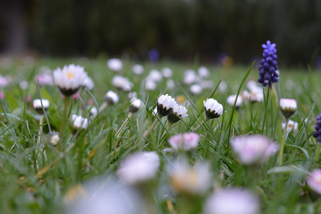 Free Meadow Flowers photo and picture