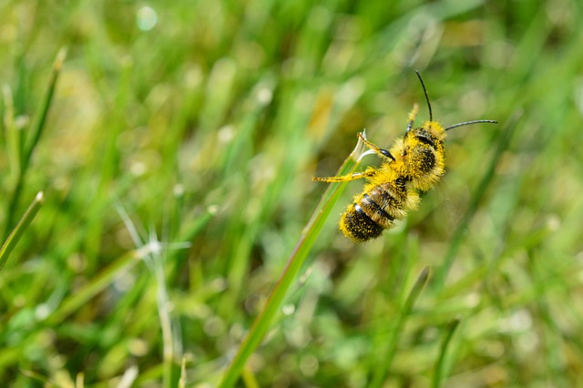 Free Bee Insect photo and picture