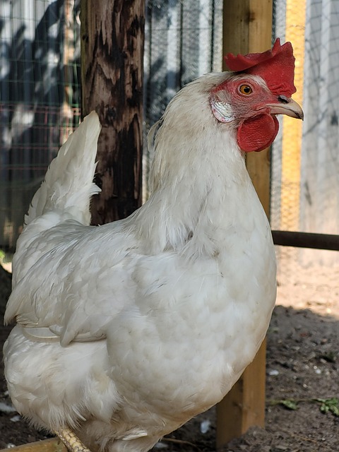 Free Chicken Pet photo and picture