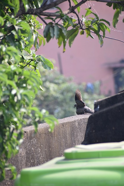 Pájaro, Pegion, Volador, Fauna Silvestre