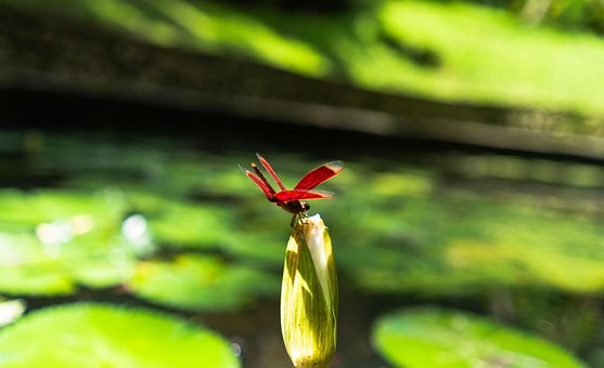 Libelle, Insekt, Makro, Flügel