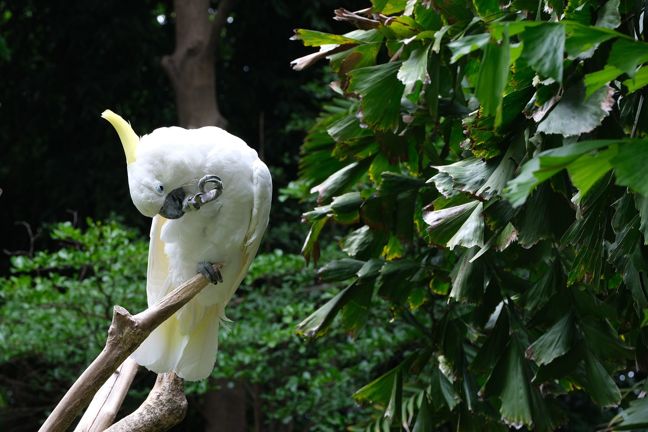 Cockato Bird Perched White - Free photo on Pixabay - Pixabay