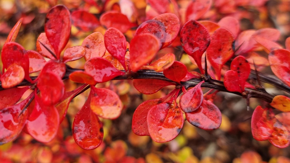 Autumn Bush Leaves - Free photo on Pixabay - Pixabay