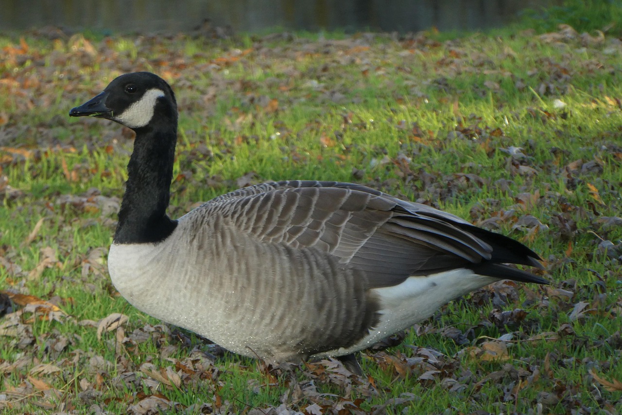 Canadian Goose Waterfowl Free photo on Pixabay Pixabay