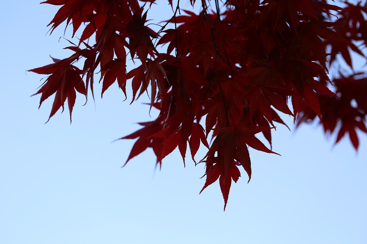 Fall Autumn Leaves - Free photo on Pixabay - Pixabay
