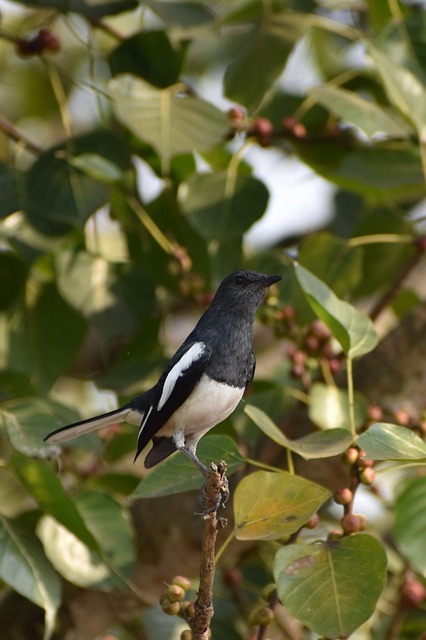 Pájaro, Pico, Plumas, Plumaje, Sentado