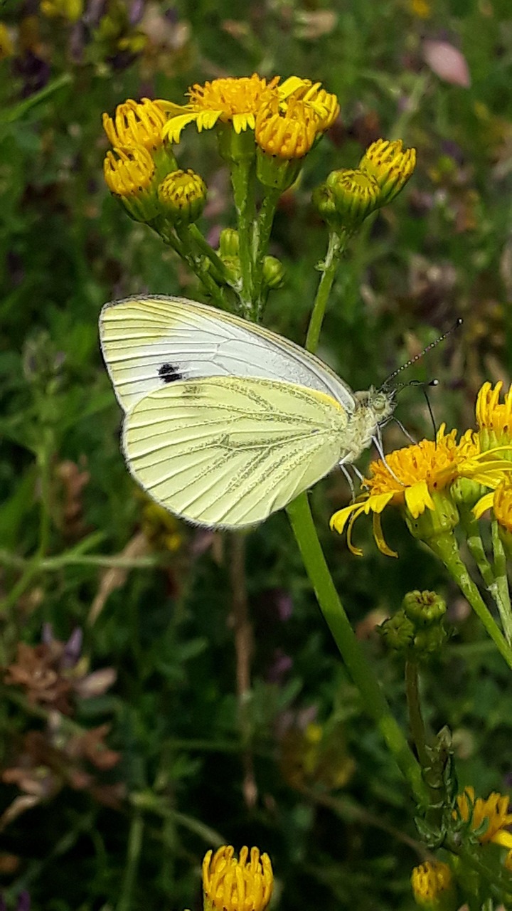 Schmetterling Kohlwei ling Wei Kostenloses Foto Auf Pixabay Pixabay schmetterling-kohlwei-ling-wei-kostenloses-foto-auf-pixabay-pixabay