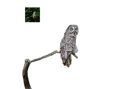 Coruja, Raptor, Sentado