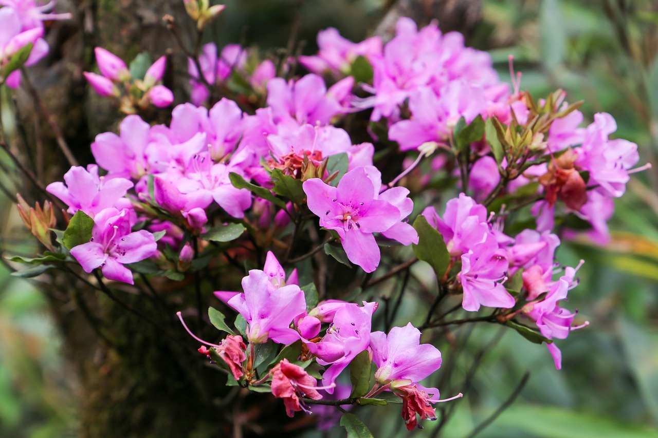 Rhododendron Sa Pa Parc - Photo gratuite sur Pixabay - Pixabay