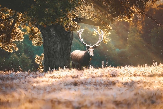 Free reindeer buck deer illustration