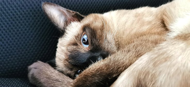 Free Cat Siamese Cat photo and picture