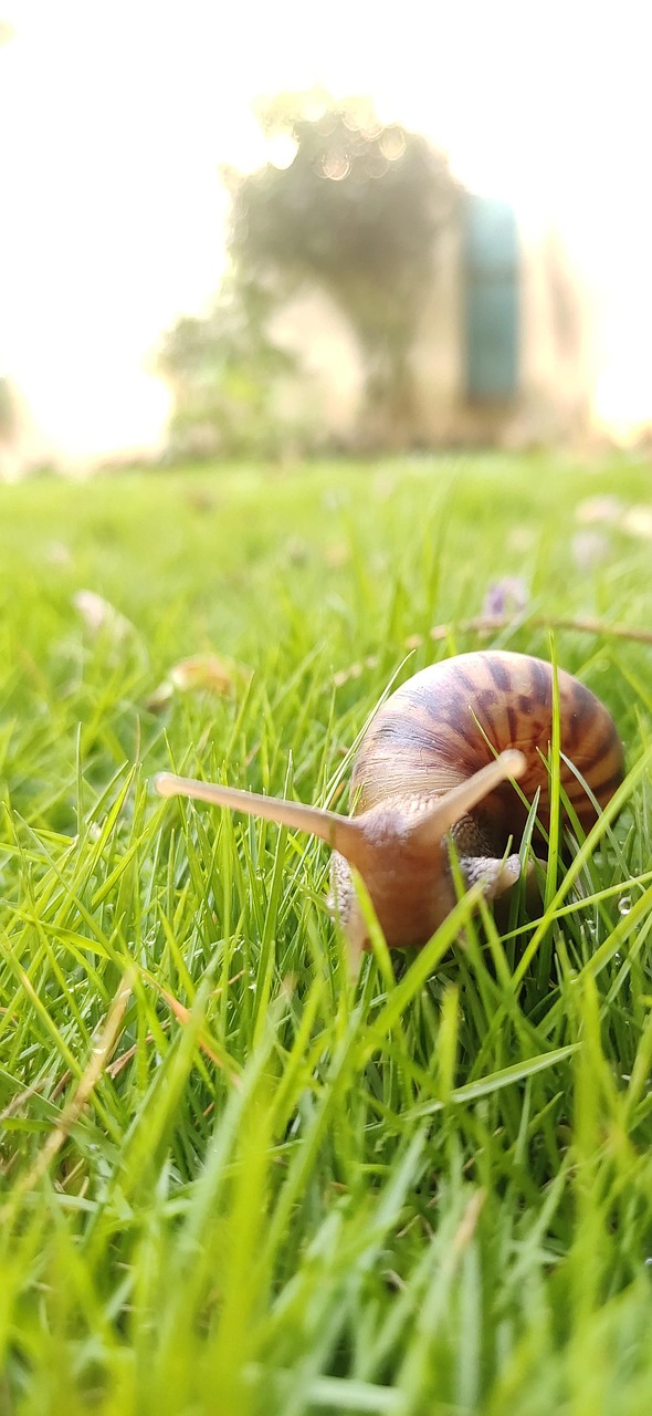 Siput Kerang Moluska - Foto gratis di Pixabay - Pixabay