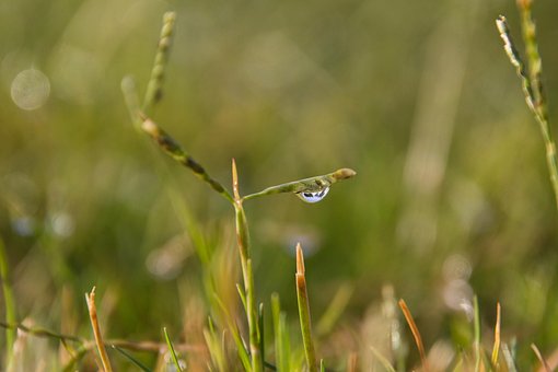 Gras, Blad, Natuur, Lente, Water
