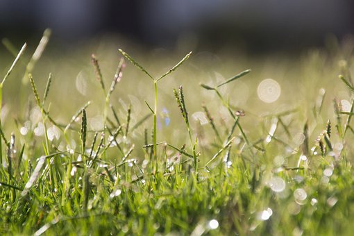 Natuur, Gras, Bokeh, Gazon, Macro
